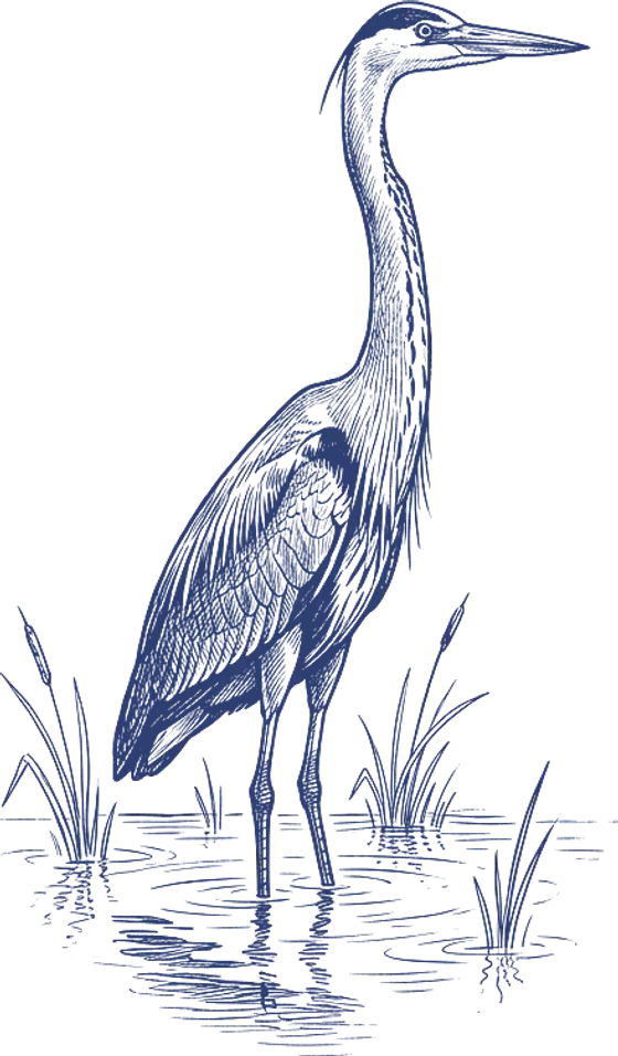 Pen-and-ink drawing of a great blue heron standing straight in marsh water