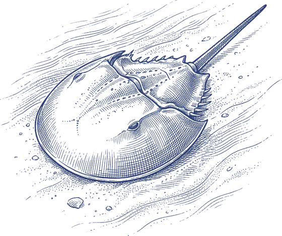 Pen-and-ink drawing of a horseshoe crab with its domed shell on the sand