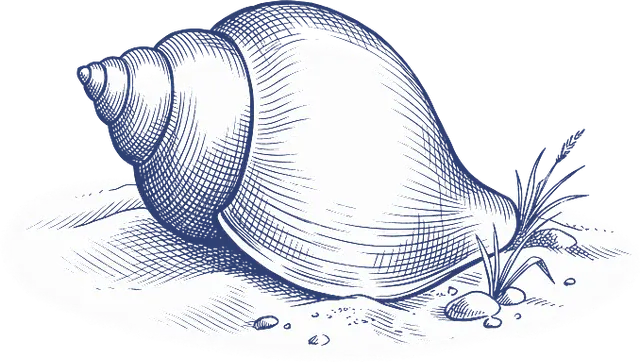 Pen-and-ink drawing of a channeled whelk, Delaware’s state shell, resting on the sand